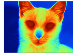 D'image de chat.